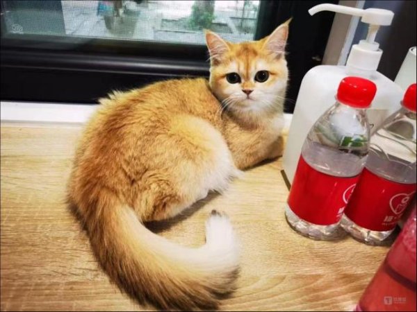 股票在线配资公司 你养的宠物猫，正在暴露你的钱包余额